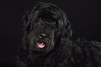 Black Russian Terrier Portrait