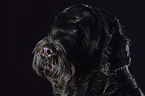 Black Russian Terrier Portrait