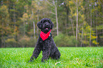 sitting Black Russian Terrier