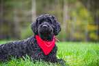 lying Black Russian Terrier