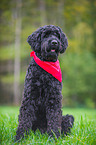 sitting Black Russian Terrier