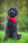 sitting Black Russian Terrier