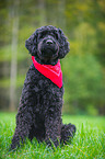 sitting Black Russian Terrier