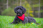 lying Black Russian Terrier