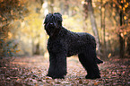 Black Russian Terrier