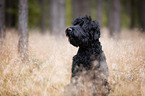 sitting Black Russian Terrier