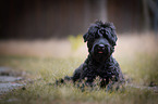 lying Black Russian Terrier