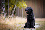 sitting Black Russian Terrier