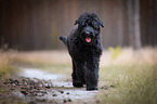 walking Black Russian Terrier