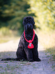 sitting Black Russian Terrier