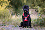 sitting Black Russian Terrier