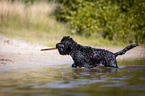 playing Black Russian Terrier