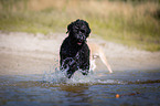 running Black Russian Terrier