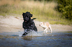 running Black Russian Terrier