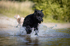 running Black Russian Terrier