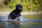 Black Russian Terrier