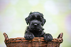 Black russian terrier puppy in basket