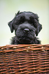 Black russian terrier puppy in basket