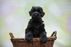 Black russian terrier puppy in basket