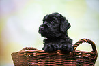 Black russian terrier puppy in basket