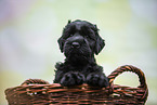 Black russian terrier puppy in basket