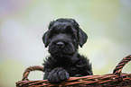 Black russian terrier puppy in basket