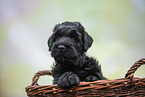 Black russian terrier puppy in basket