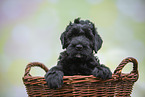 Black russian terrier puppy in basket