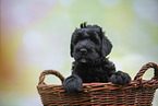 Black russian terrier puppy in basket