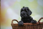 Black russian terrier puppy in basket