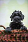 Black russian terrier puppy in basket