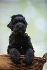 Black russian terrier puppy in basket