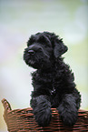 Black russian terrier puppy in basket