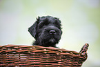 Black russian terrier puppy in basket