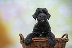 Black russian terrier puppy in basket