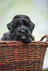 Black russian terrier puppy in basket