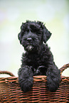 Black russian terrier puppy in basket