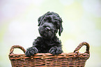 Black russian terrier puppy in basket