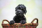 Black russian terrier puppy in basket