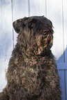 Black Russian Terrier