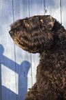 Black Russian Terrier