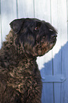 Black Russian Terrier