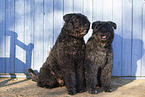 Black Russian Terrier