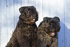 Black Russian Terrier