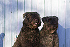 Black Russian Terrier