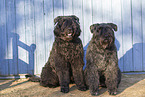 Black Russian Terrier