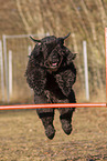 Black Russian Terrier