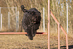 Black Russian Terrier