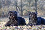 Black Russian Terrier