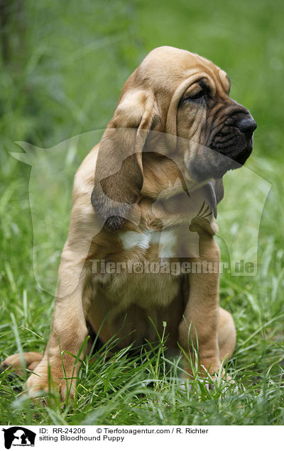 sitting Bloodhound Puppy / RR-24206